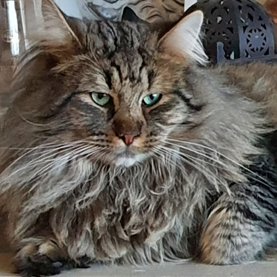 Dekkater Av Fjellet Jerry from Raspberry 